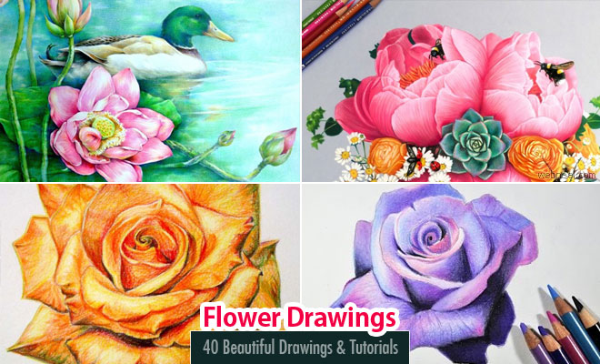 40 Beautiful Flower Drawing Tutorial Videos - Step by Step guide