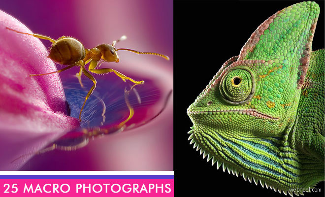 Macro Photography