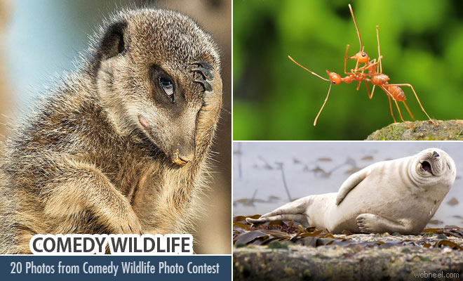 20 Best Award-Winning Photos from the Comedy Wildlife Photography Contest
